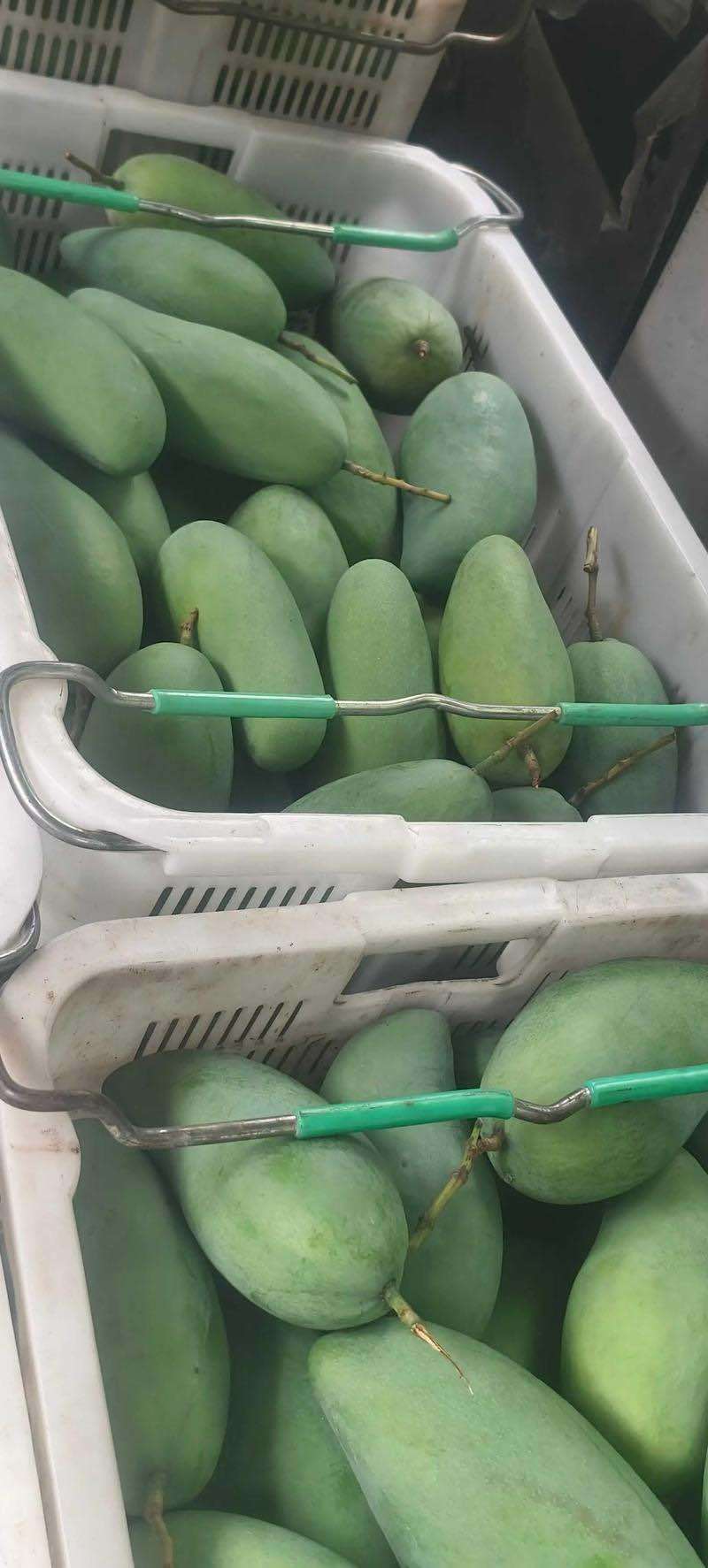 广西青芒生产于广西热带水果，个大饱满、鲜嫩多汁口感绵密