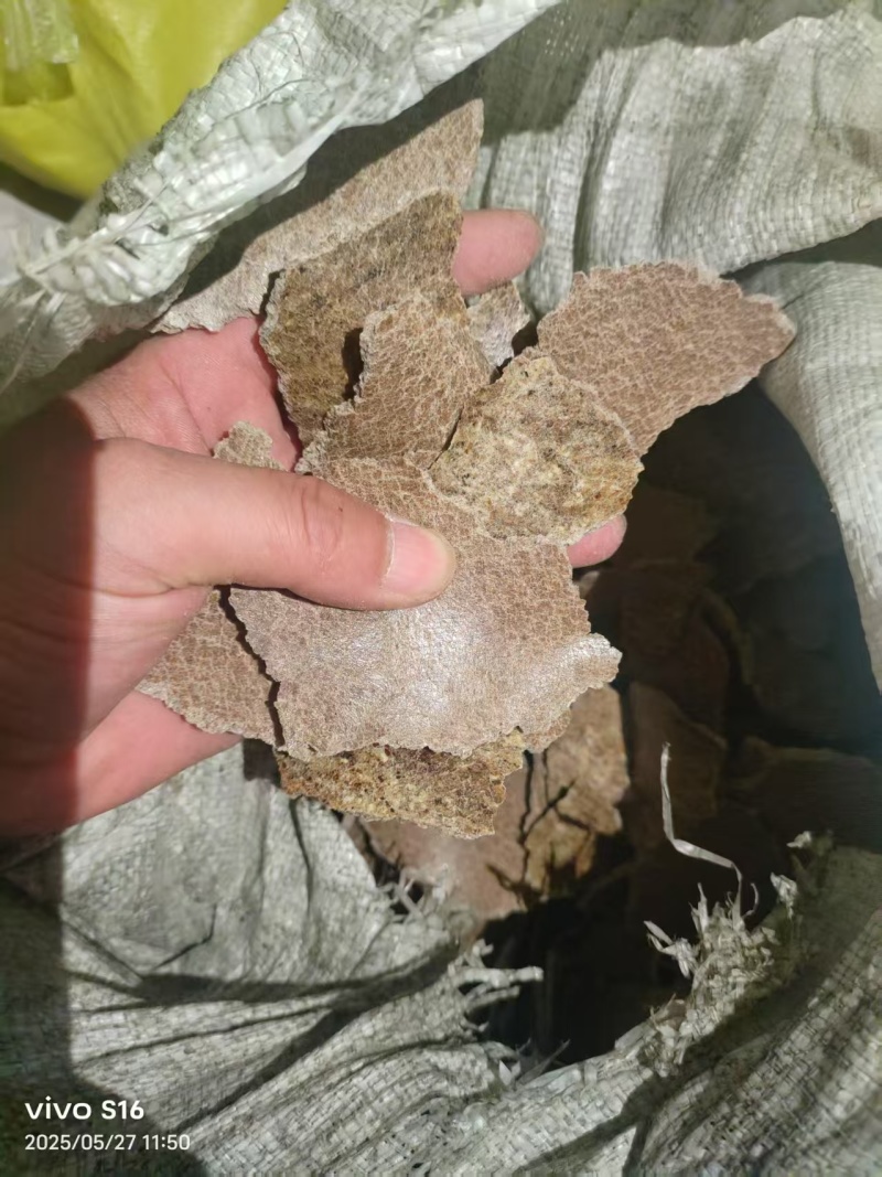上地专用棉籽饼