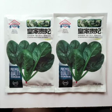 皇家贵妃菠菜种子叶肉厚抗性强半圆叶耐低温耐抽薹四2400
