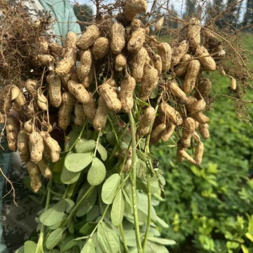 鲜花生