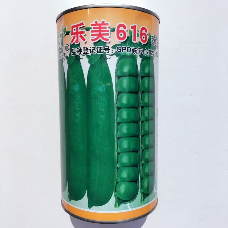 乐美616长寿仁豌豆种籽高产抗病秋季播大荚荷兰豆水果豌豆种