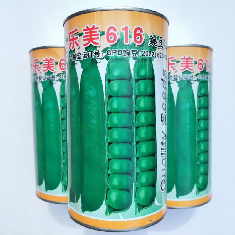 乐美616长寿仁豌豆种籽高产抗病秋季播大荚荷兰豆水果豌豆种