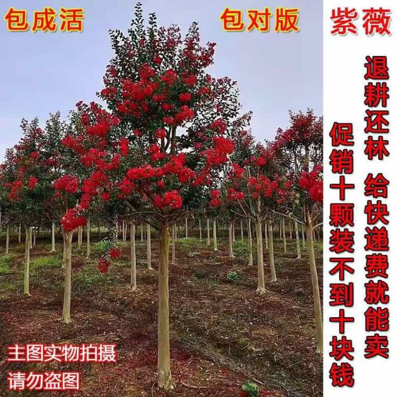 紫薇花盆栽老桩苗红花紫薇苗百日红粉花紫薇红火箭紫薇花苗花卉.