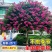 紫薇花盆栽老桩苗红花紫薇苗百日红粉花紫薇红火箭紫薇花苗花卉.