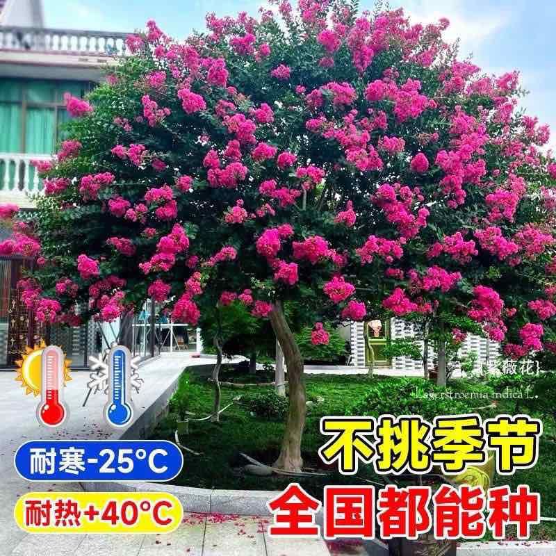 紫薇花盆栽老桩苗红花紫薇苗百日红粉花紫薇红火箭紫薇花苗花卉.