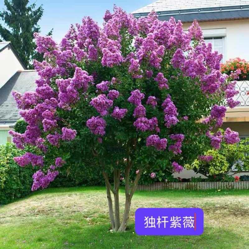 紫薇花盆栽老桩苗红花紫薇苗百日红粉花紫薇红火箭紫薇花苗花卉.