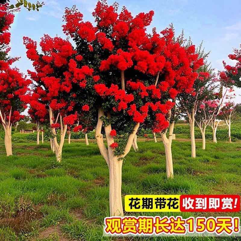 紫薇花盆栽老桩苗红花紫薇苗百日红粉花紫薇红火箭紫薇花苗花卉.
