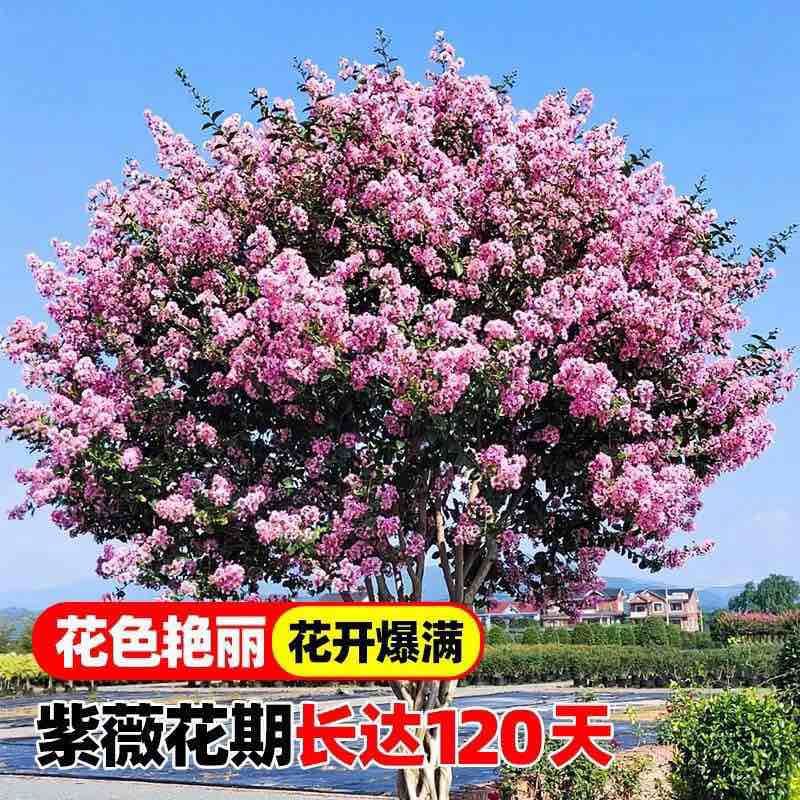 紫薇花盆栽老桩苗红花紫薇苗百日红粉花紫薇红火箭紫薇花苗花卉.