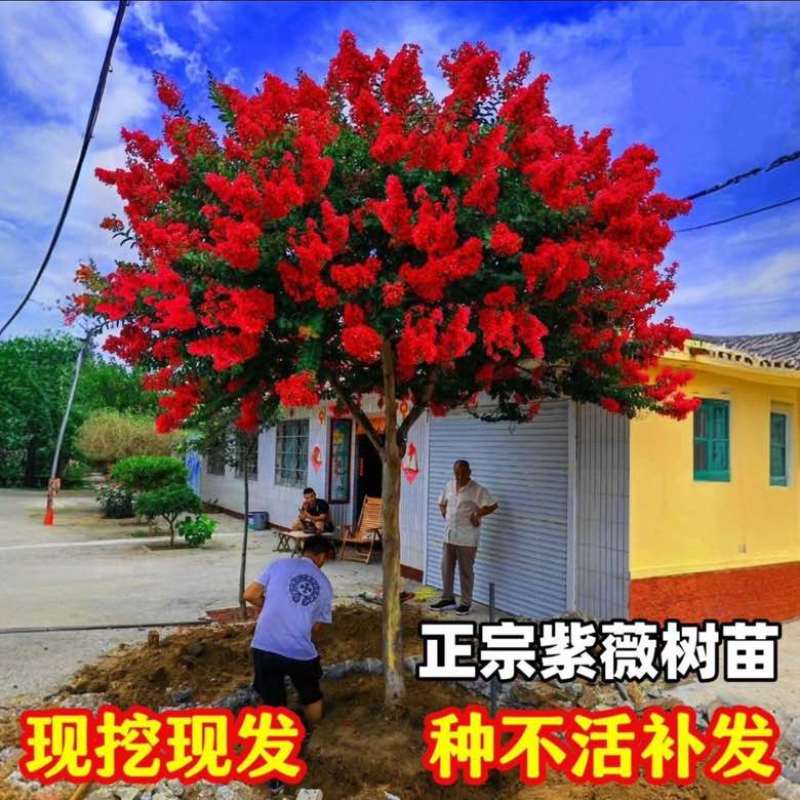 紫薇花盆栽老桩苗红花紫薇苗百日红粉花紫薇红火箭紫薇花苗花卉.