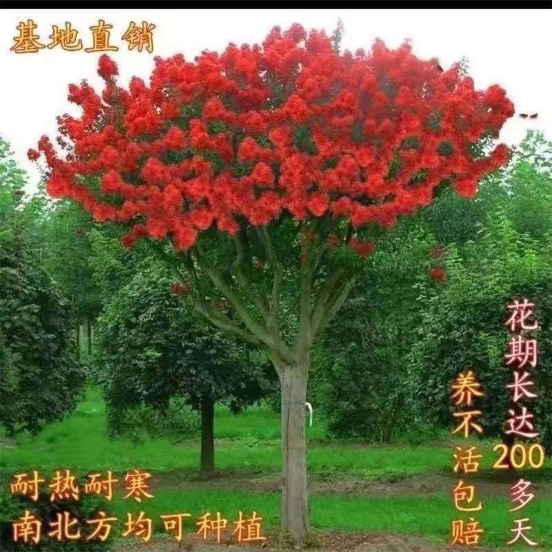 紫薇花盆栽老桩苗红花紫薇苗百日红粉花紫薇红火箭紫薇花苗花卉.