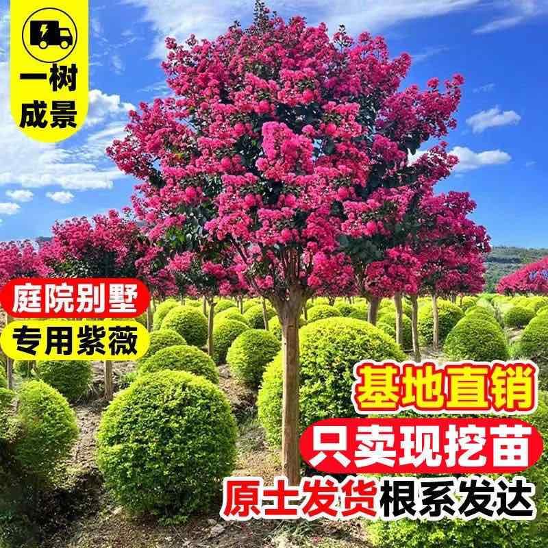 紫薇花盆栽老桩苗红花紫薇苗百日红粉花紫薇红火箭紫薇花苗花卉.