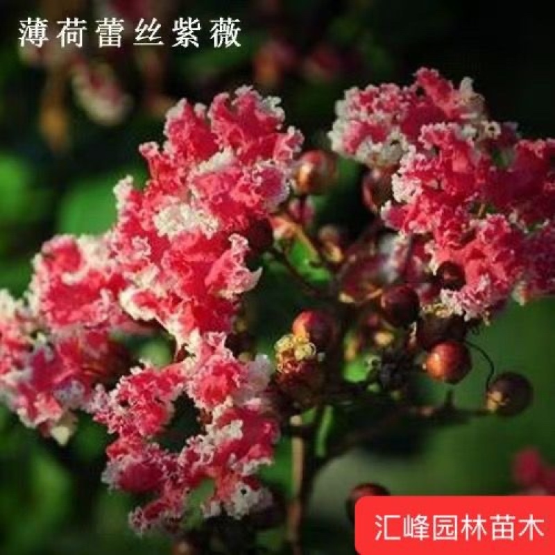 紫薇花盆栽老桩苗红花紫薇苗百日红粉花紫薇红火箭紫薇花苗花卉.