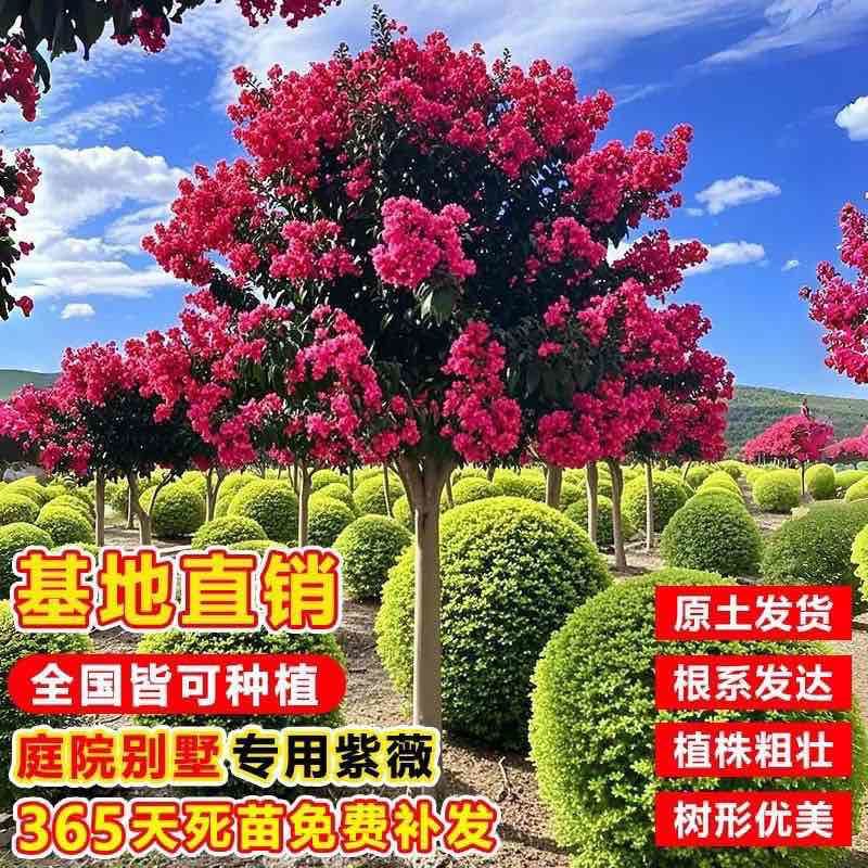紫薇花盆栽老桩苗红花紫薇苗百日红粉花紫薇红火箭紫薇花苗花卉.