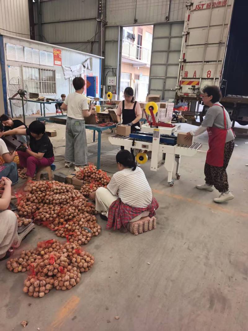青皮核桃一件代发源头工厂欢迎实地考察