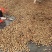 青皮核桃一件代发源头工厂欢迎实地考察