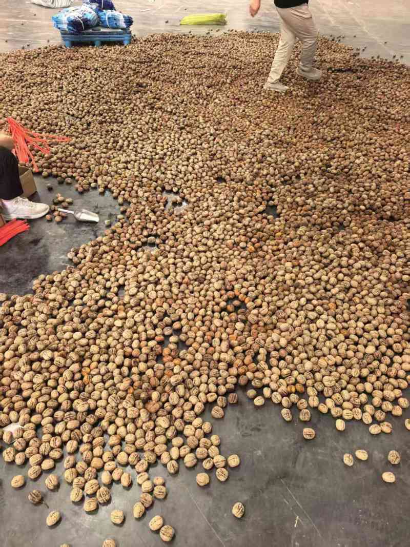 青皮核桃一件代发源头工厂欢迎实地考察