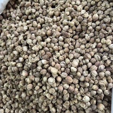漂亮白净白豆蔻