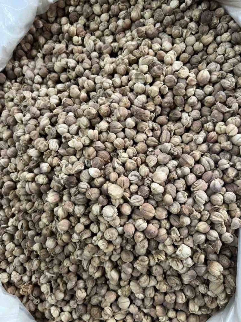 漂亮白净白豆蔻