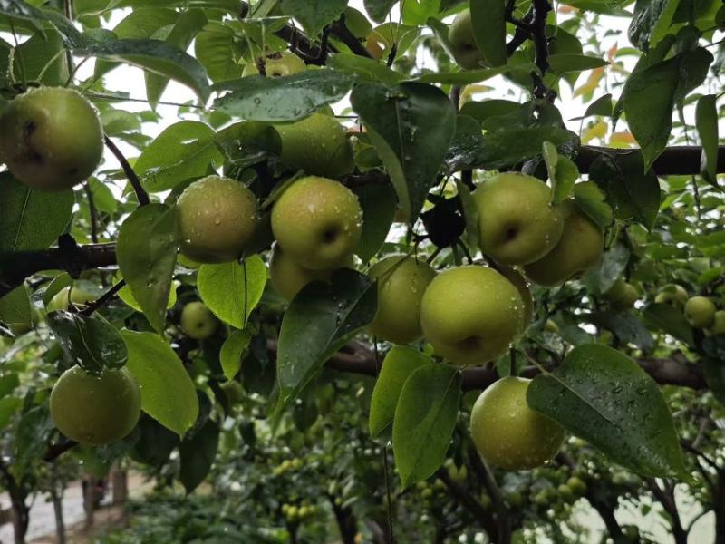 江川大平地早白蜜952，价格面谈