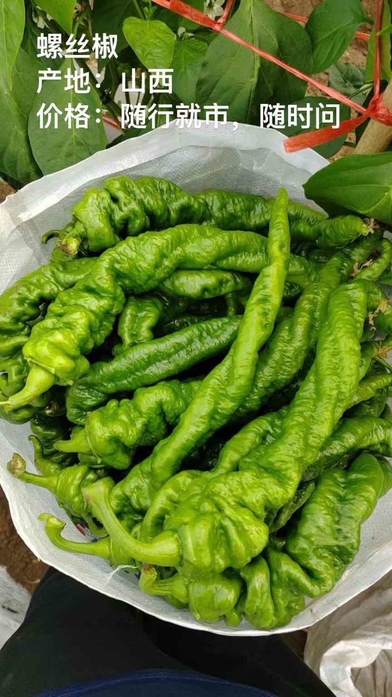 辣椒螺丝椒高通通货精品都有