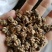 猫爪草手挑货
