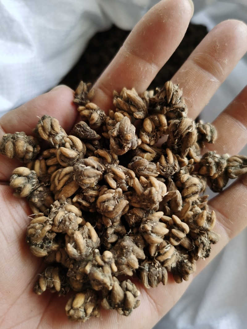 猫爪草手挑货