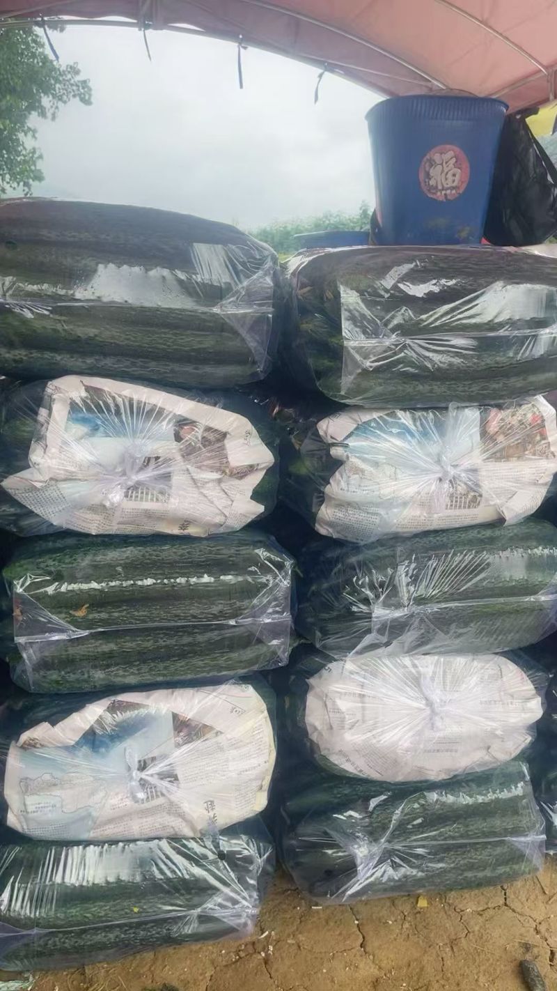 黄瓜，大量有，需要的老板滴滴
