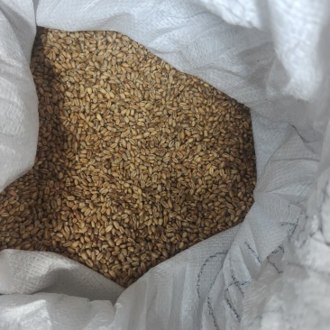 小麦自己家种的没有发芽
