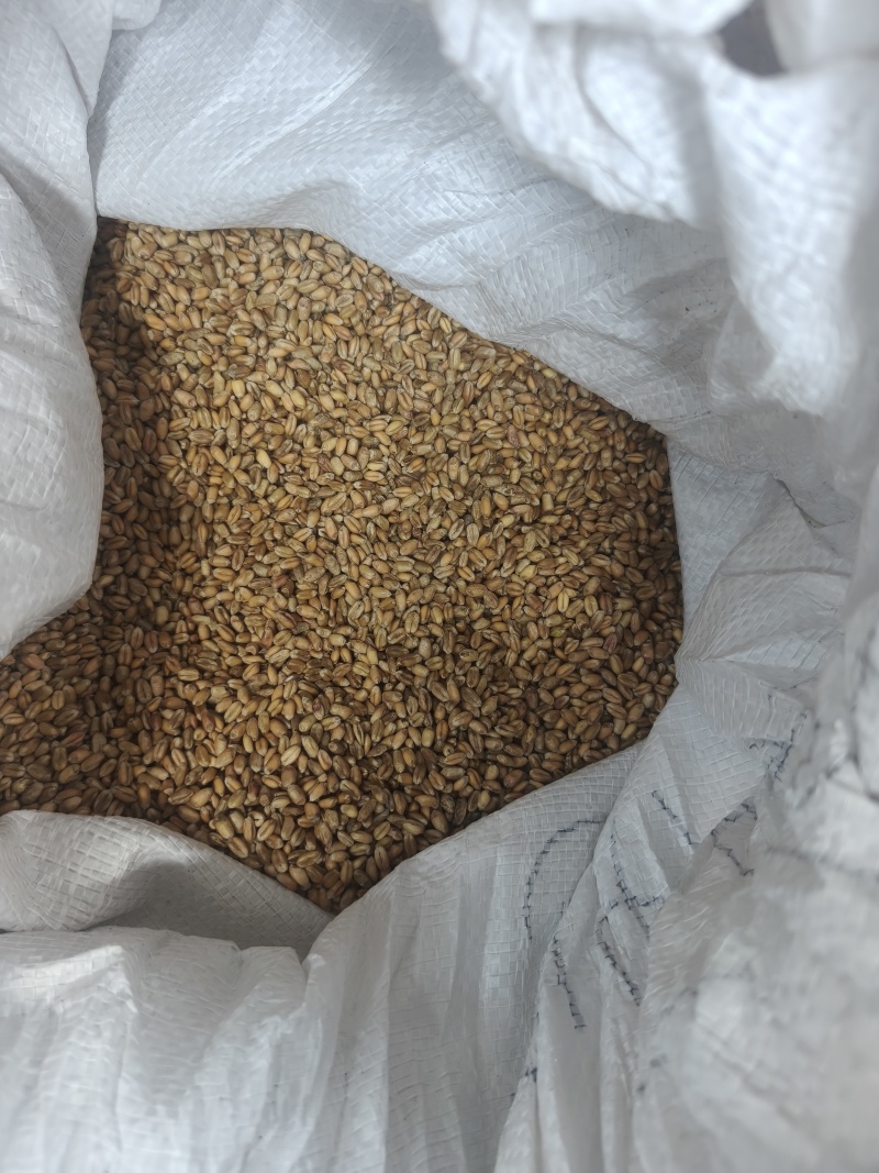 小麦自己家种的没有发芽