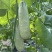 博洋61羊角蜜