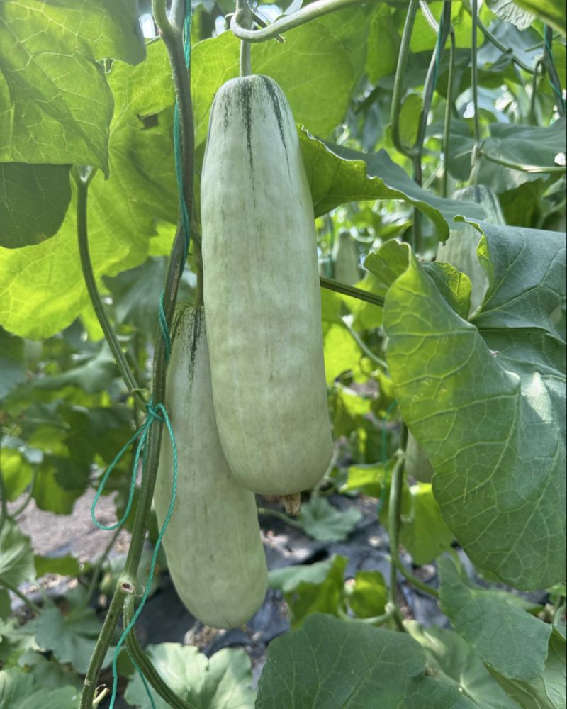 博洋61羊角蜜