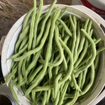 架豆王豆角大量上市一手货源量大质优诚信经营