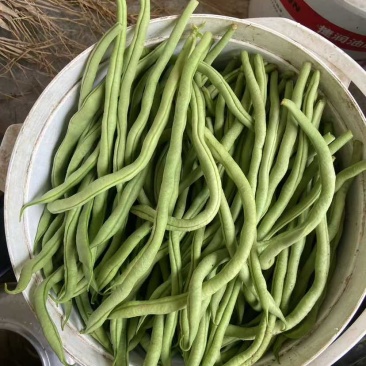 架豆王豆角大量上市一手货源量大质优诚信经营