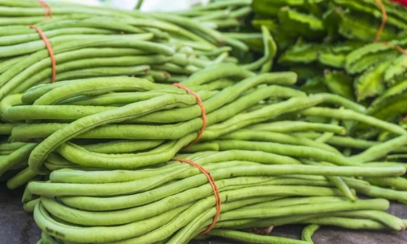 架豆王豆角大量上市一手货源量大质优诚信经营