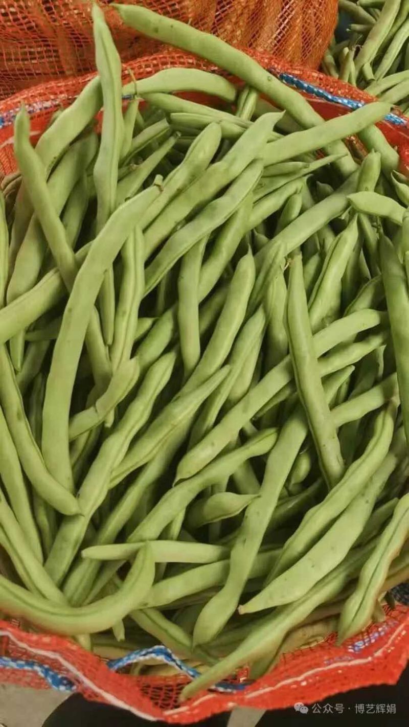 架豆王豆角大量上市一手货源量大质优诚信经营