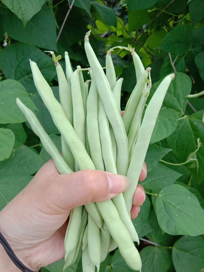 山西四季豆大量上市品质保证诚信经营欢迎老板来电洽谈