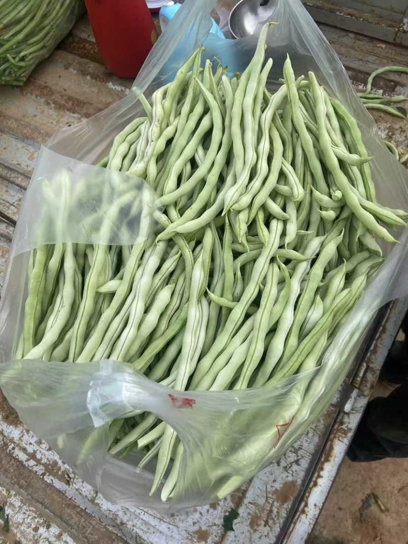 山西长治四季豆大量供应中诚信经营品质保证欢迎来电