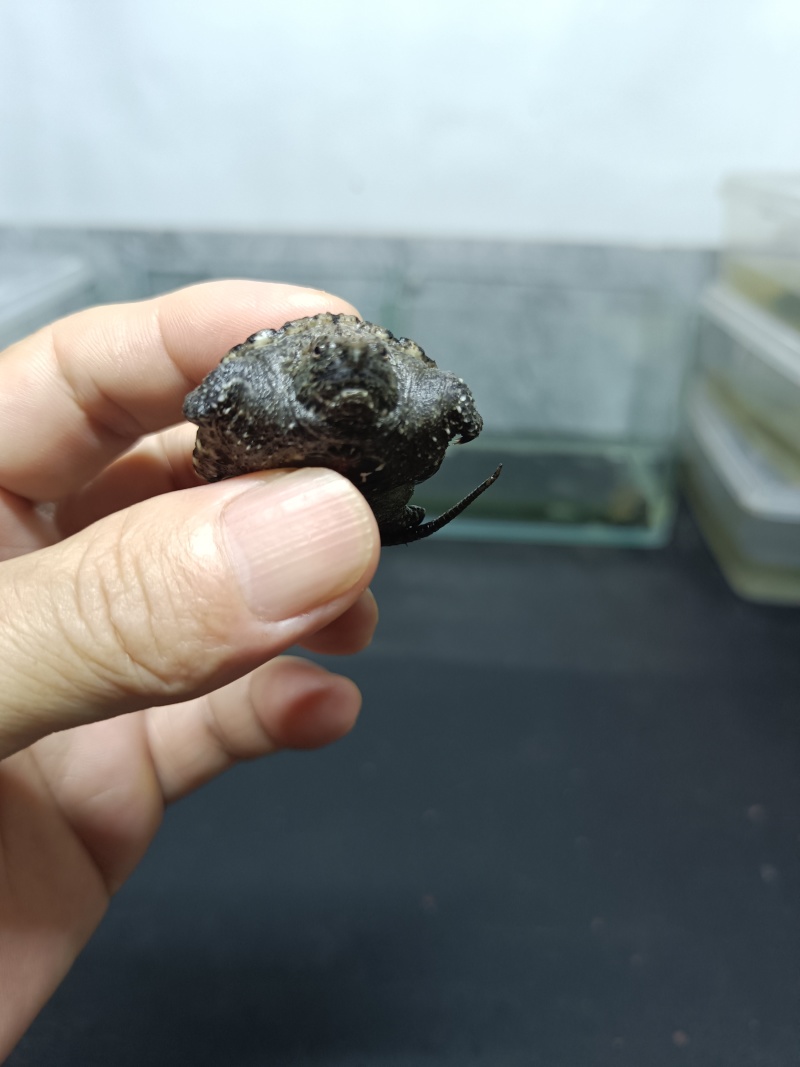 佛鳄龟小苗