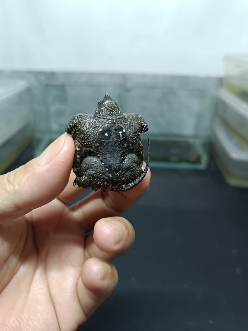 佛鳄龟小苗