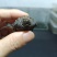 佛鳄龟小苗