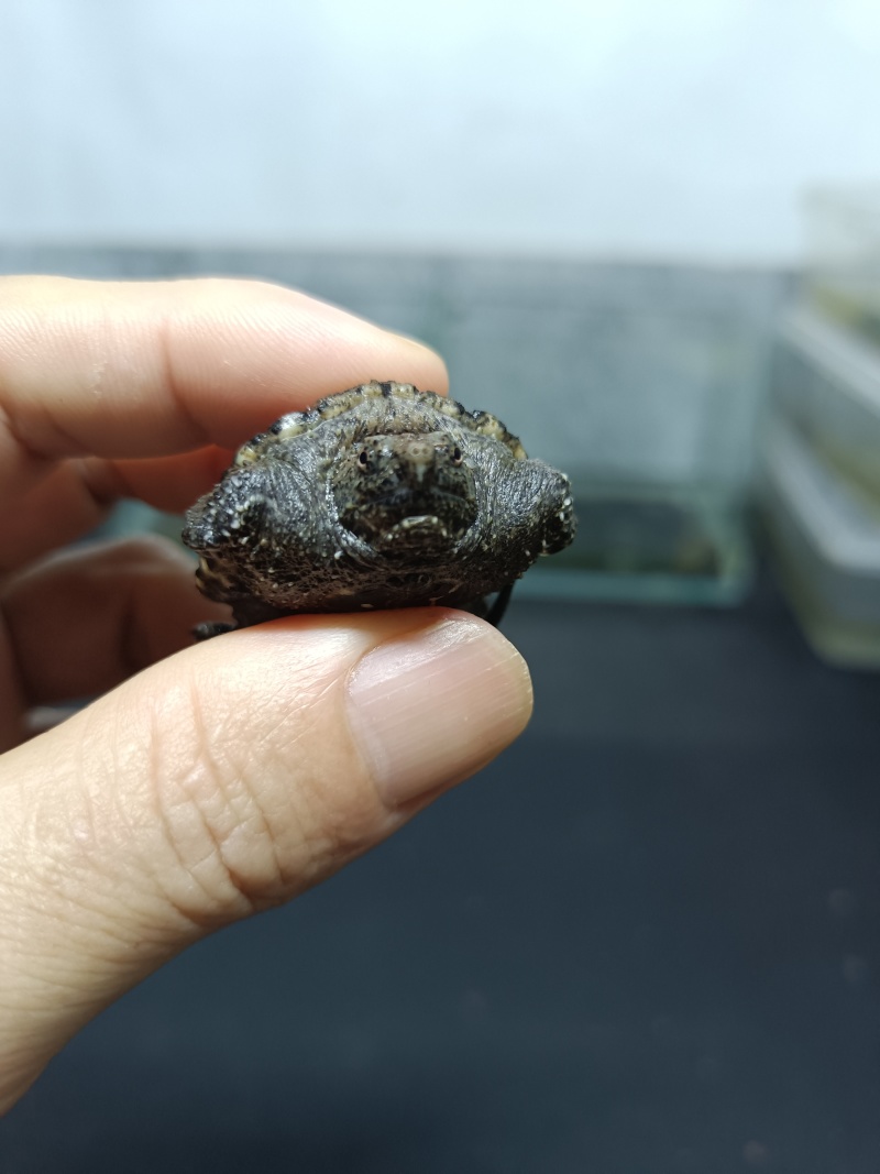 佛鳄龟小苗