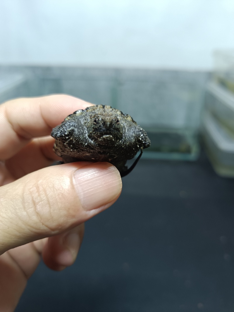佛鳄龟小苗