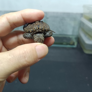 佛鳄龟小苗