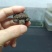 佛鳄龟小苗