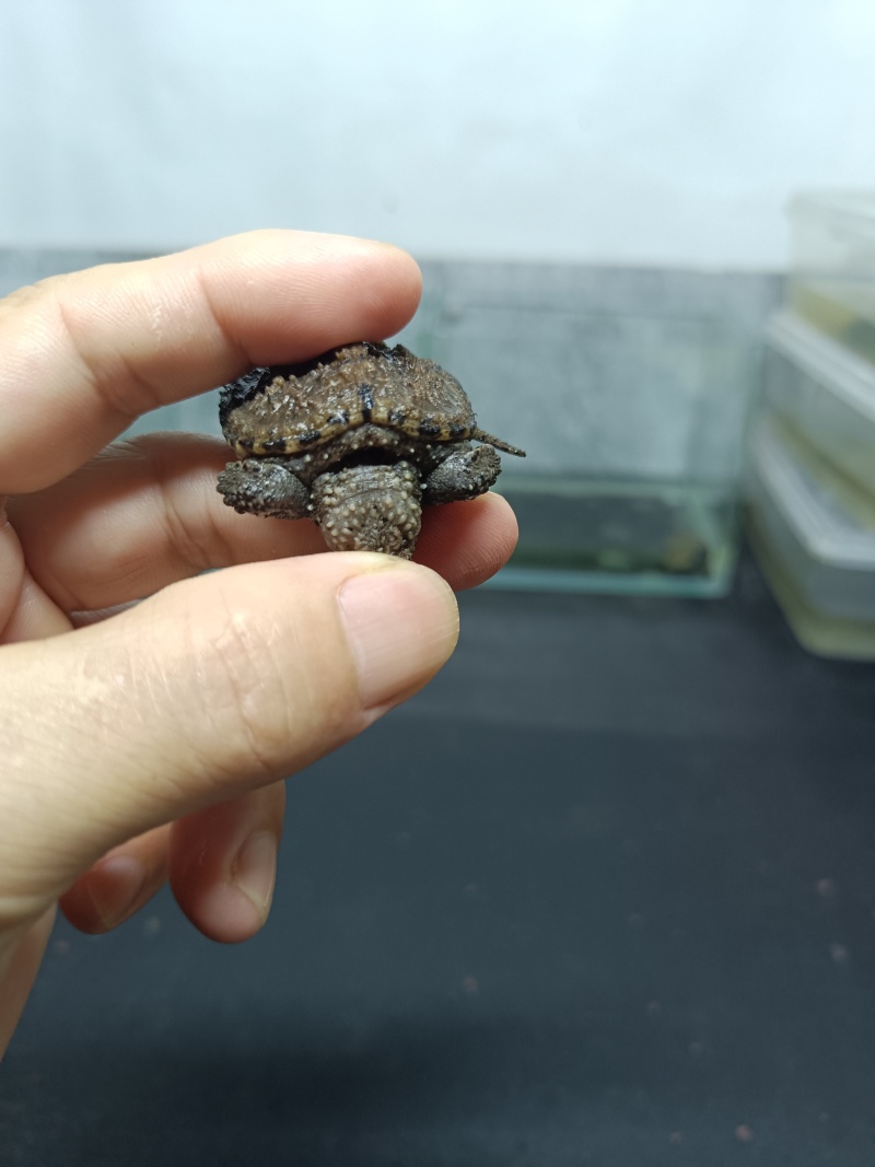 佛鳄龟小苗