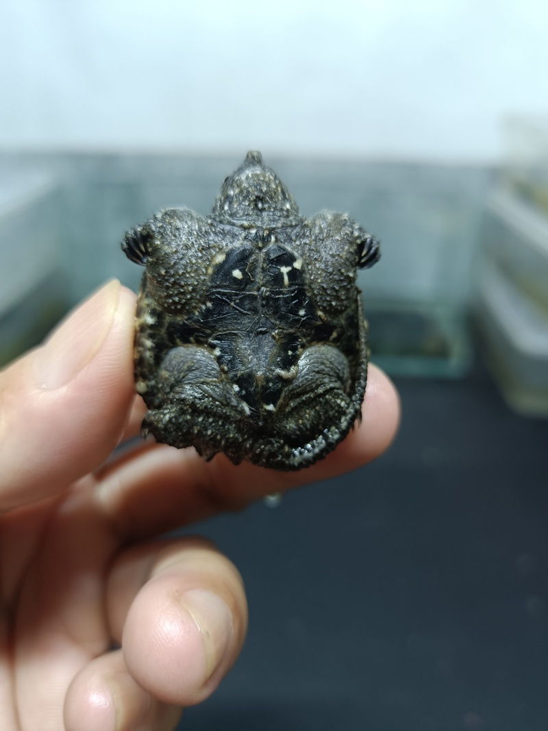 佛鳄龟小苗