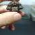 佛鳄龟小苗