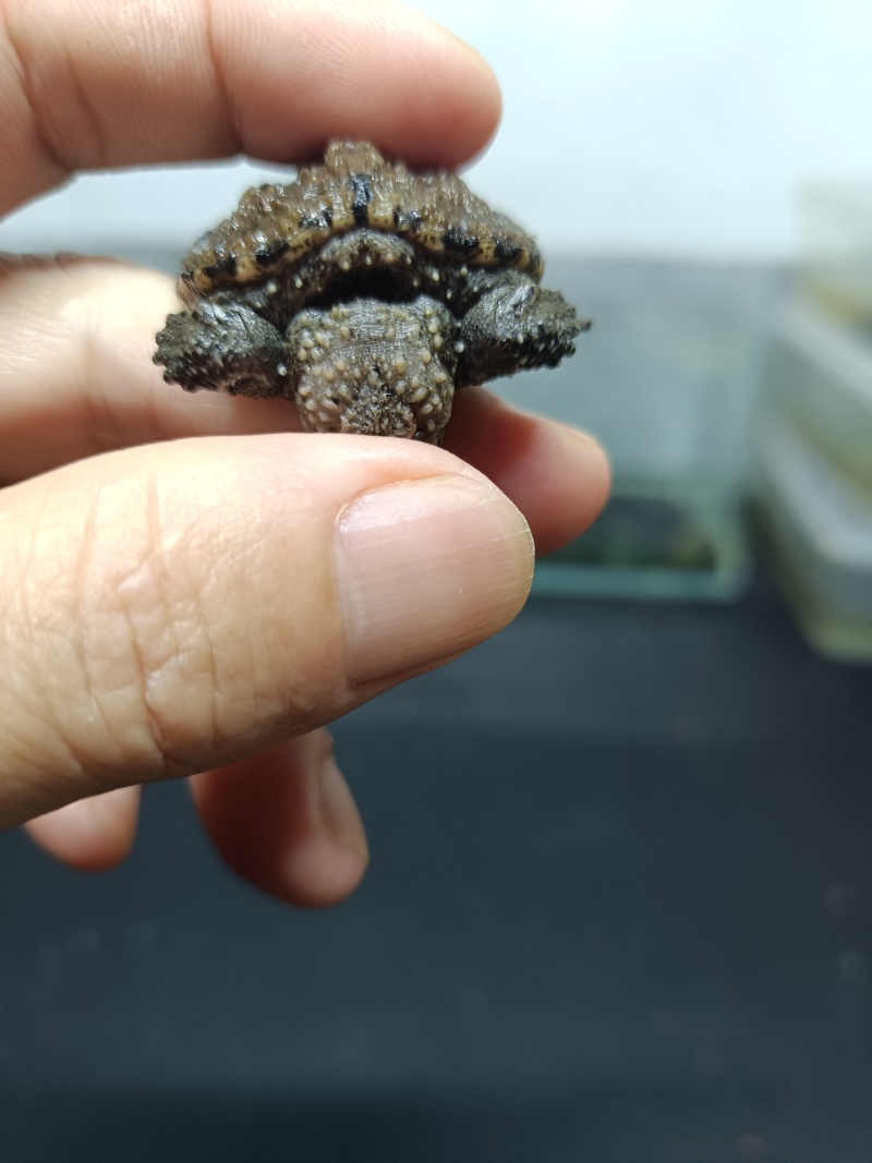 佛鳄龟小苗