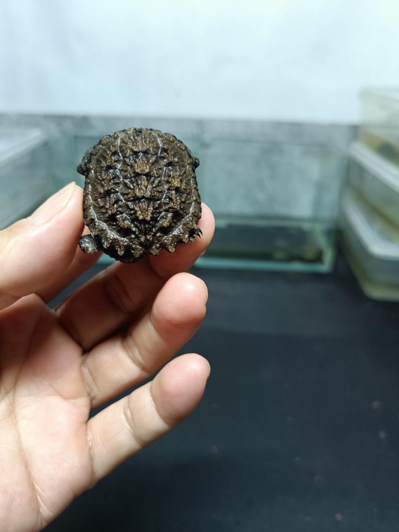 佛鳄龟小苗