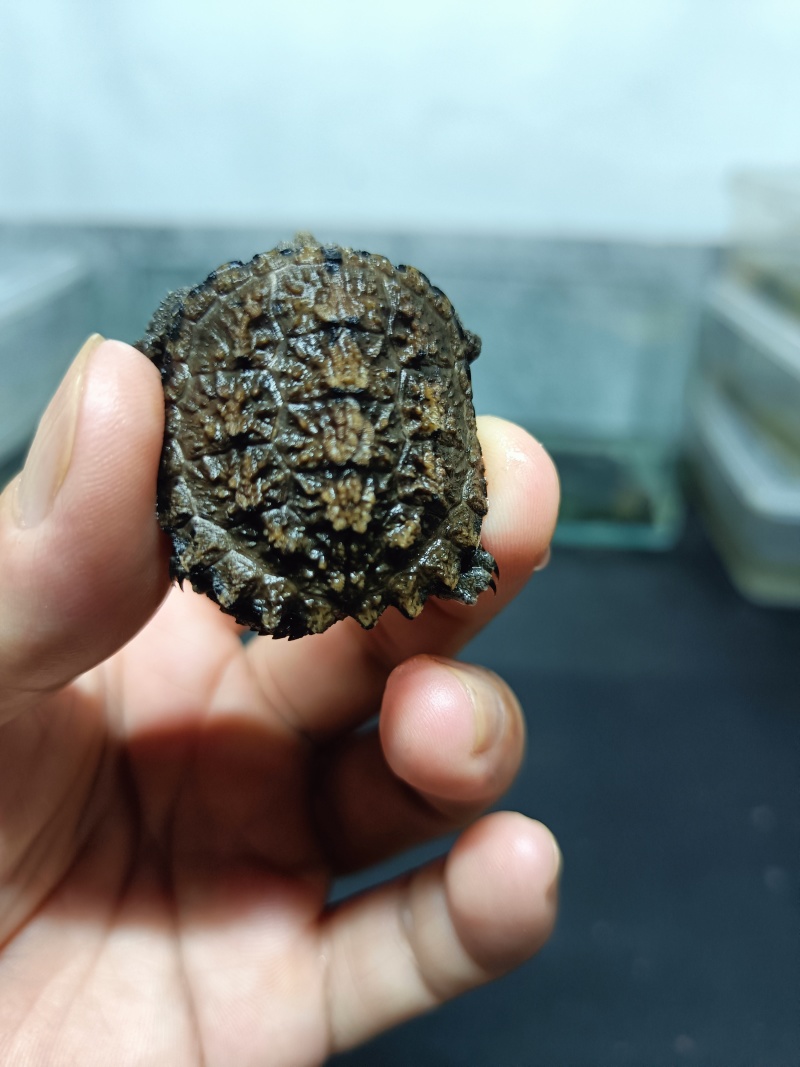 佛鳄龟小苗